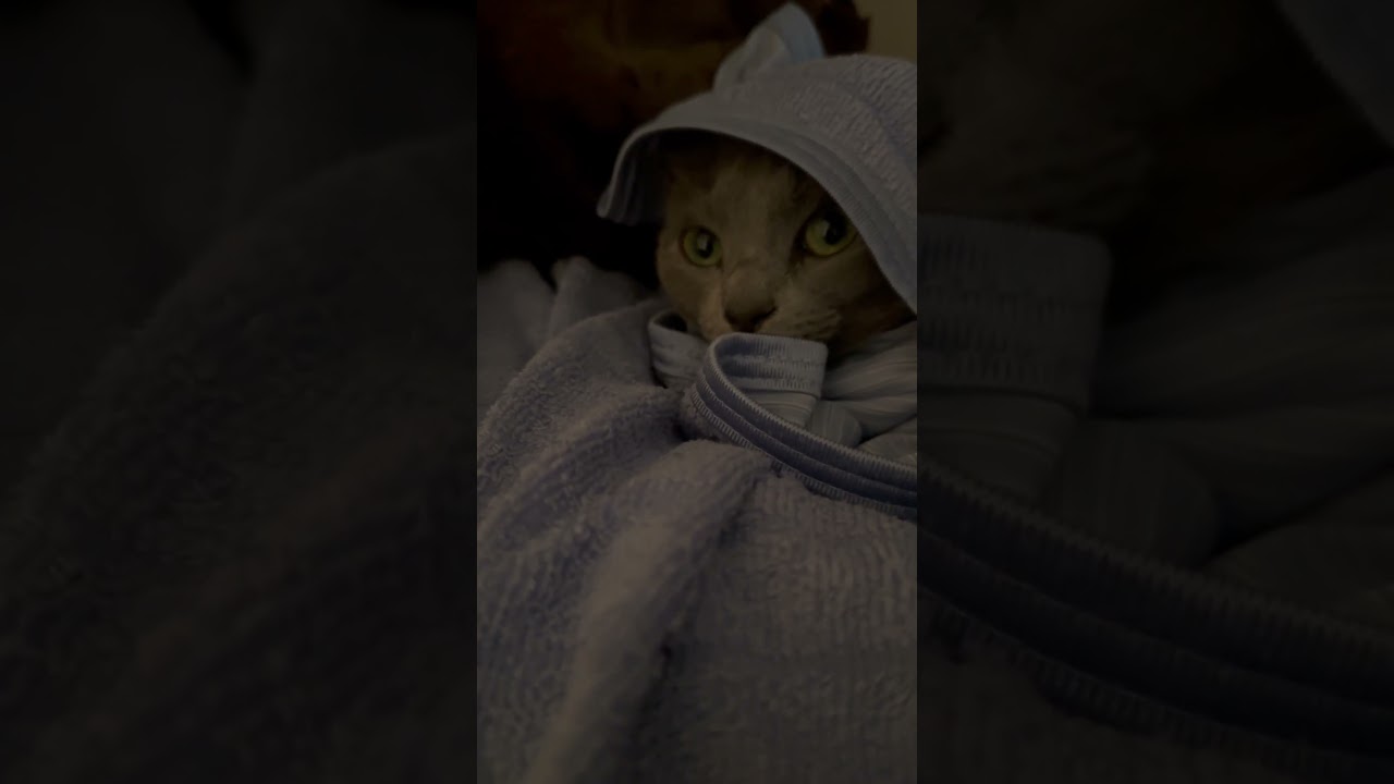 天使すぎる・・おくるみ👶そらちゃん（ロシアンブルー）#shorts