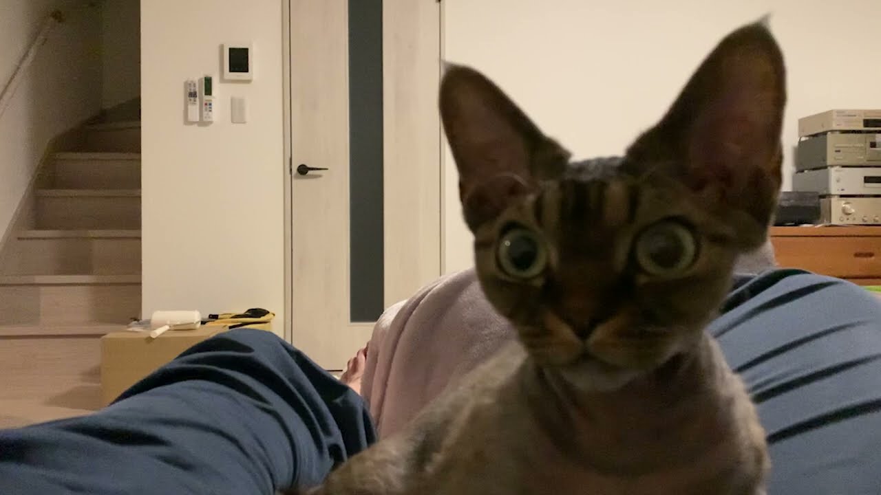 デボンレックス子猫が私の上でグルーミングをしています(Devon Rex kitten grooming on me)