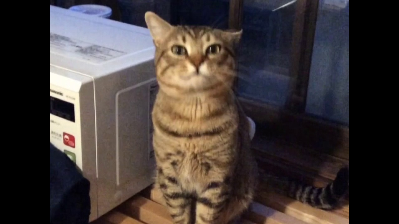 あくびをする時に声がでちゃう猫 #Shorts