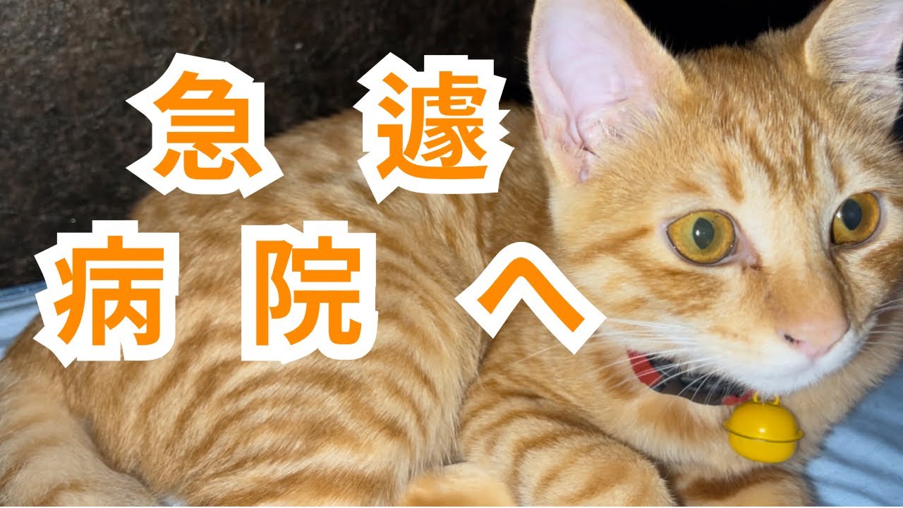 【保護猫】子猫の様子がおかしかったので急遽病院に行ってきました