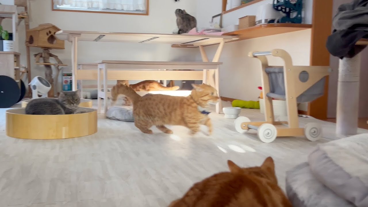 朝から妻とおいかけっこをする元気いっぱい茶々くんがかわいい！ #猫 #マンチカン #cats