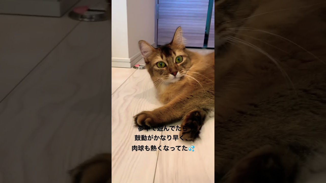 遊びすぎてハアハアなっちゃった猫💦 #ソマリ #ロシアンブルー  #甘えん坊の猫