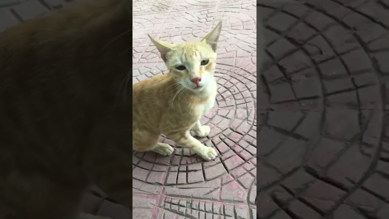 Brown cat #cat #pets #foryou #ytshorts #viral #1million