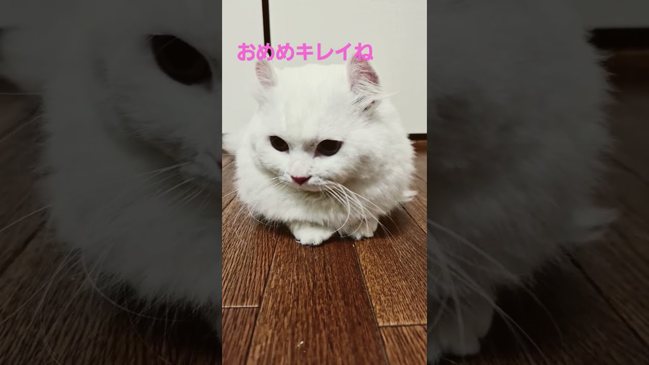 か【オッドアイ幸せを呼ぶ猫】白くて丸いモフモフラビちゃん#猫#cat#白猫#キンカロー#shorts