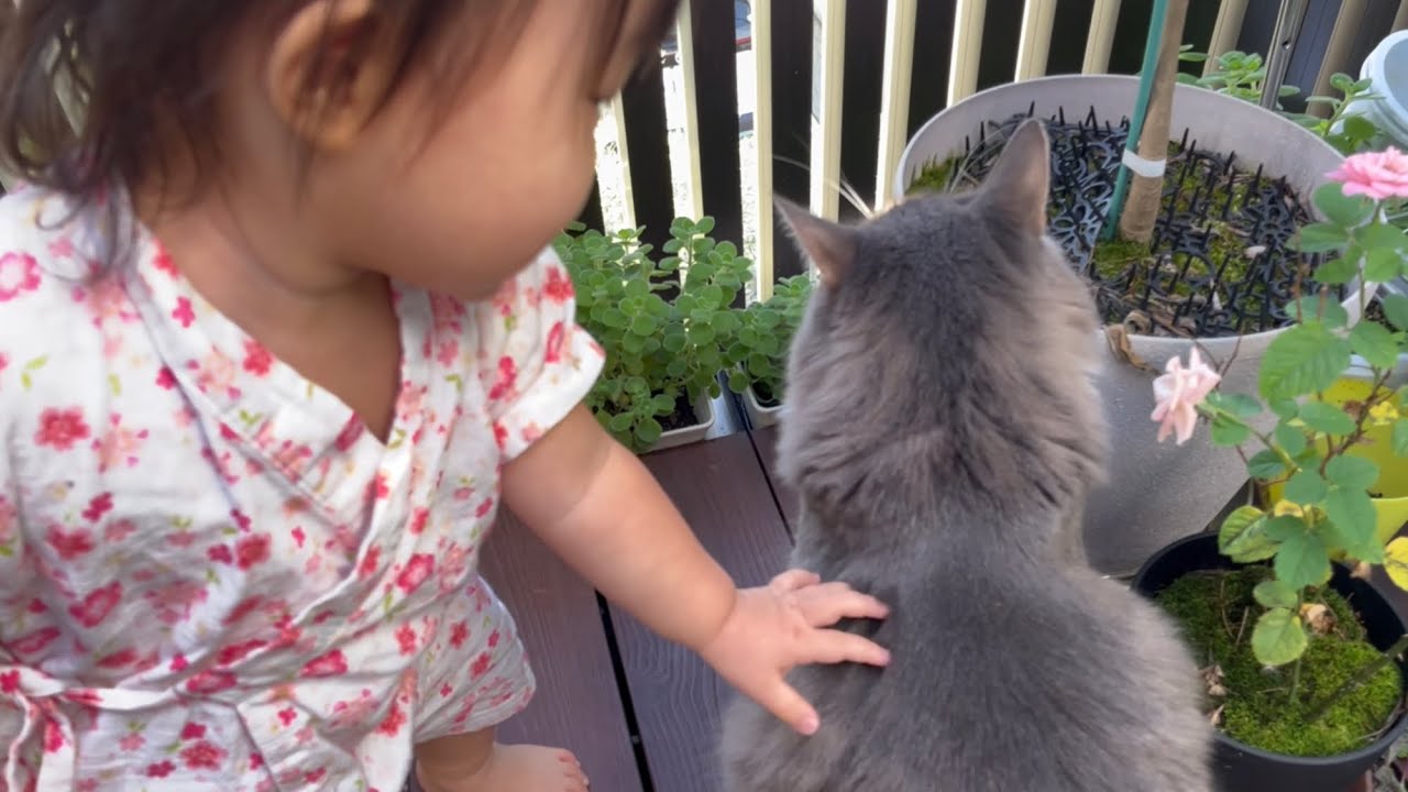 一歳児に気を許すようになった猫　ノルウェージャンフォレストキャット　A cat who has started to tolerate a one-year-old child