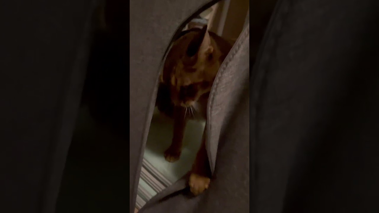 久しぶりに荒ぶる猫　凶暴猫ルル　アビシニアン　#23