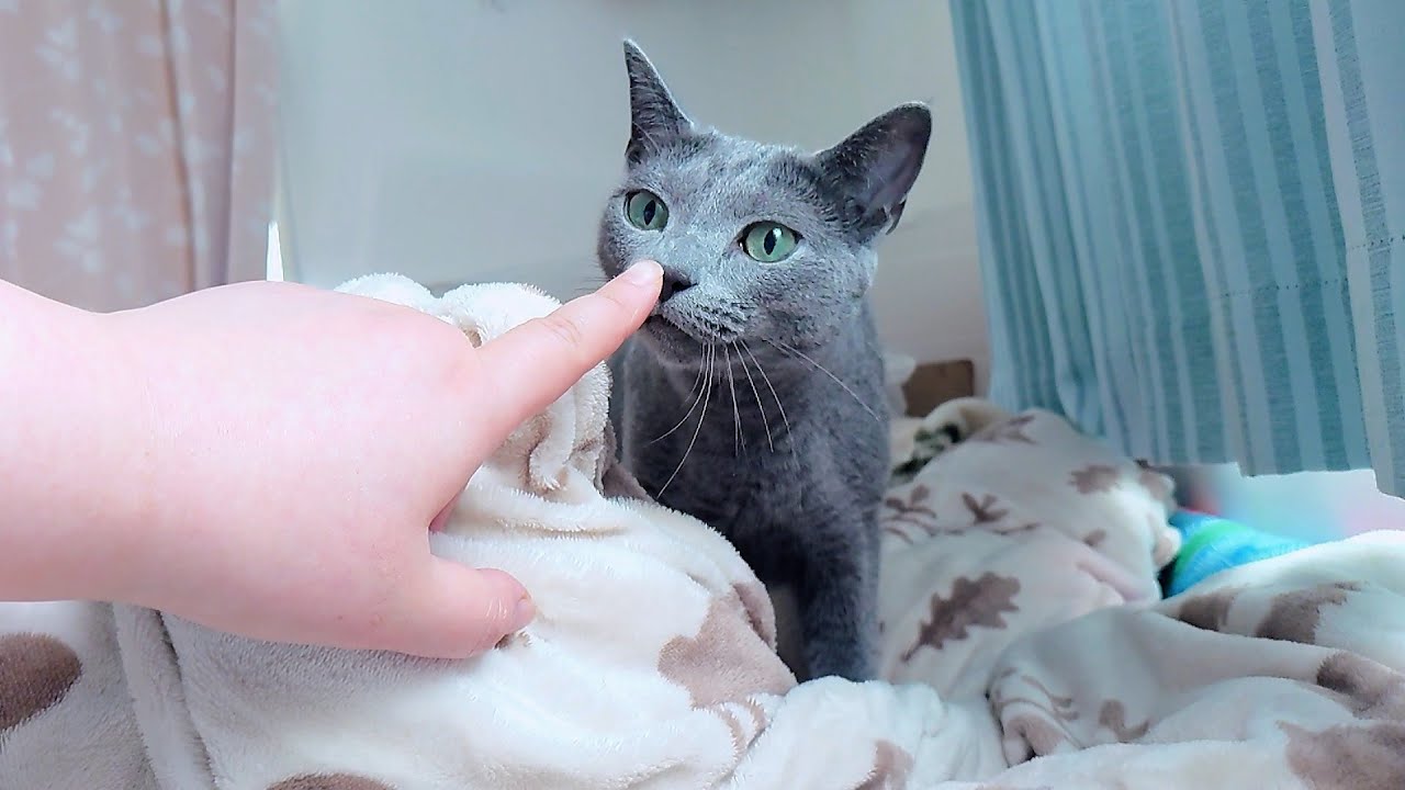 【猫動画】嫁の周りでご飯アピールするロシアンブルー【russianbule】Russian blue that appeals to the food around me