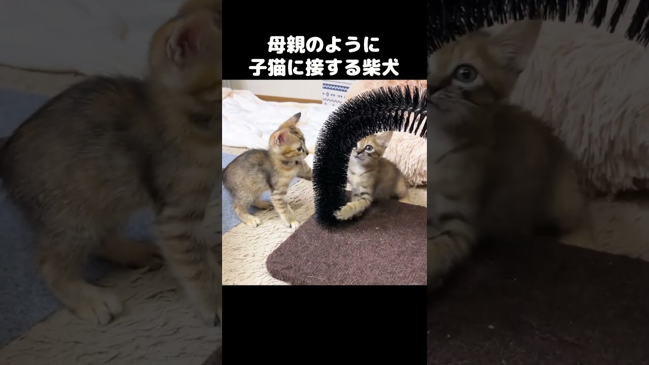 子猫と柴犬の距離がどんどん縮まり母親のように接する柴犬　#shorts