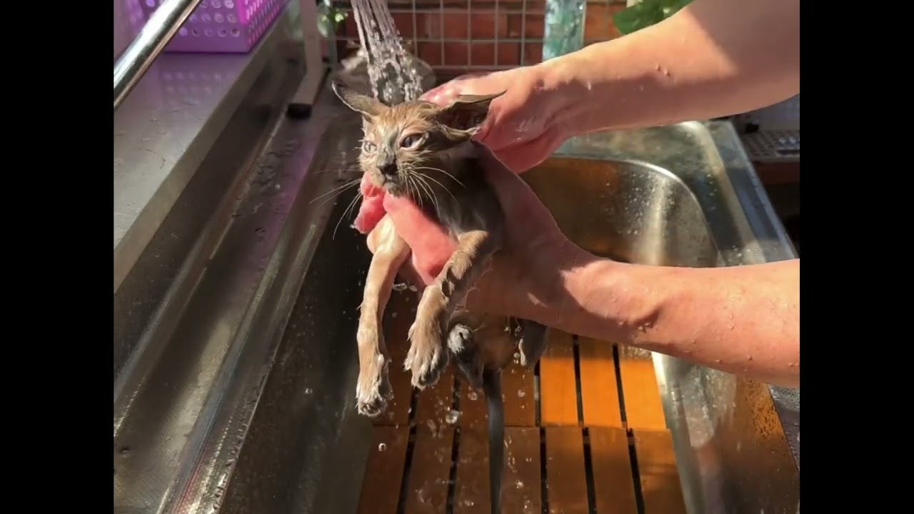 【ナナハチ’s ROOM】ボンベイの女の子☆お風呂動画　20230924