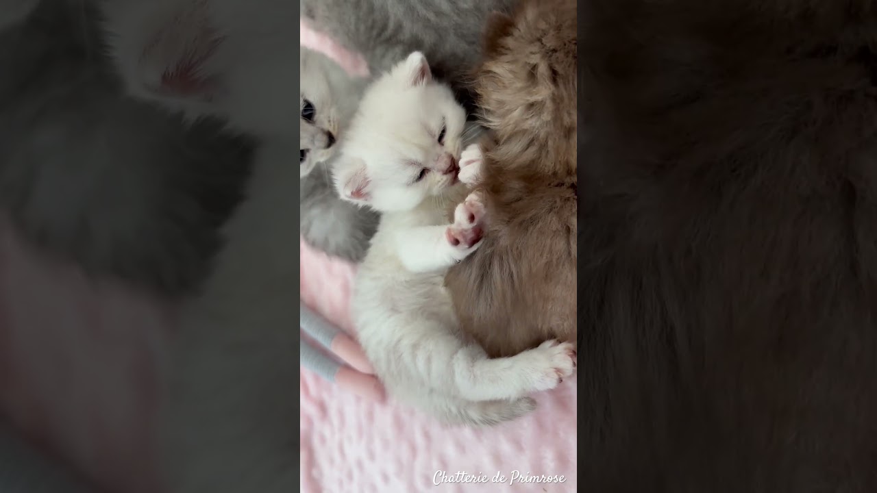 Chaton British shorthair