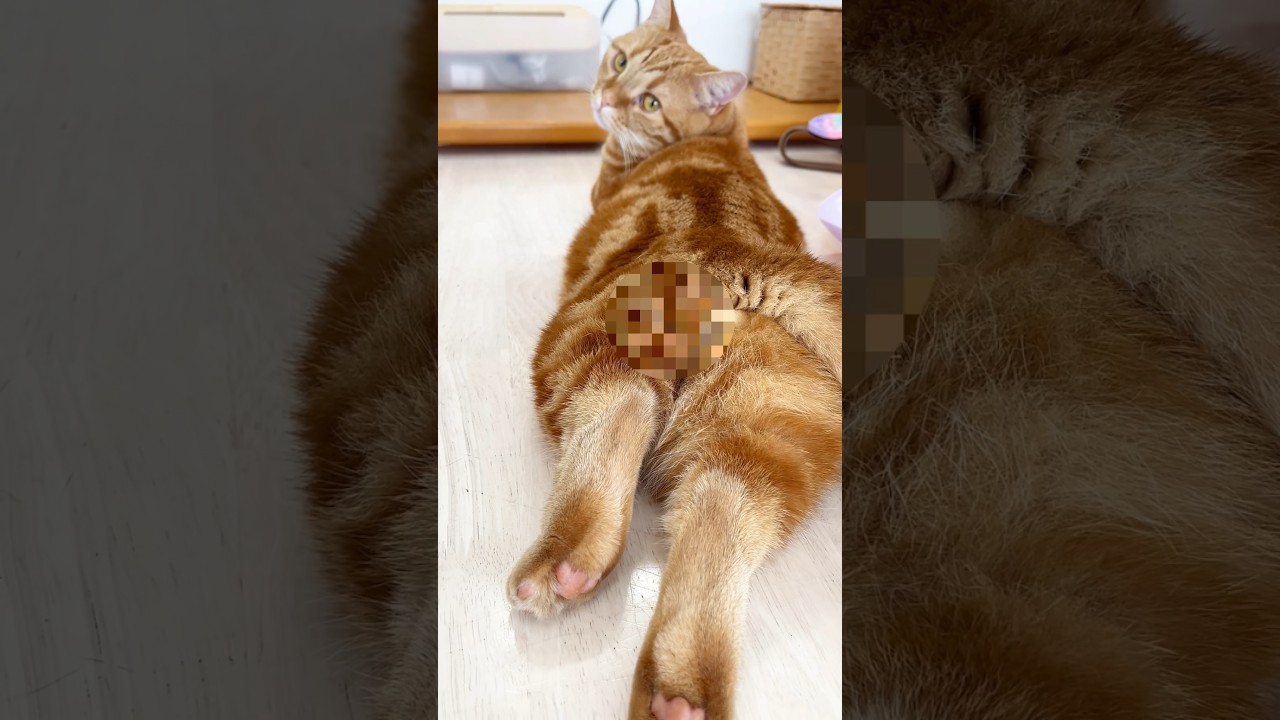 しびれるほど... #猫 #マンチカン #shorts