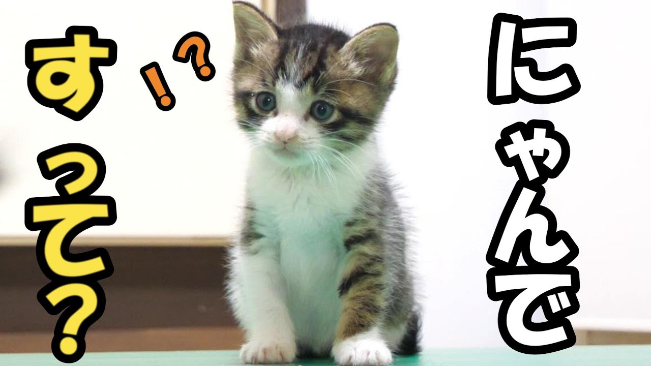 家猫修行中の子猫さんには重要な任務がふたつあります！【赤ちゃん猫　保護猫】