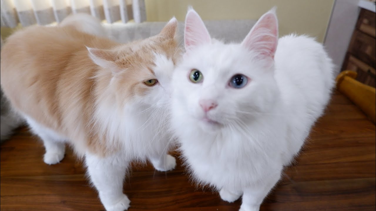 【11さい】楽しくなりすぎて、身体能力が高いターキッシュアンゴラの動きが異常だったwww