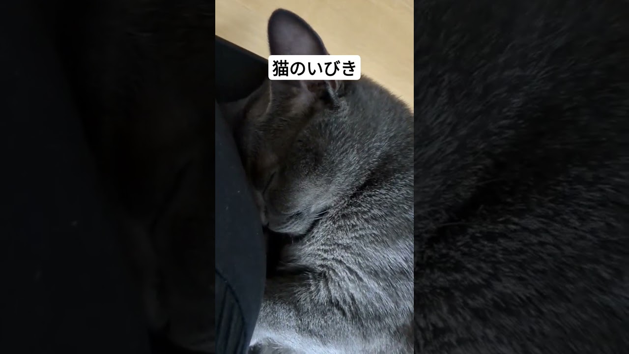 猫もいびきをかくの。 #猫 #シャルトリュー #猫のいる暮らし #猫動画 #子猫癒し #癒やし動画