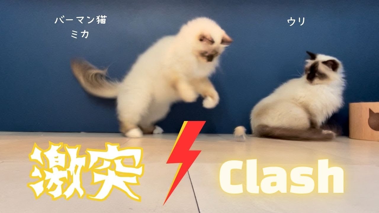 バーマン猫ミカとウリ【激突】Clash （バーマン猫）Birman/Cat