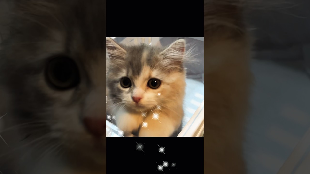 아기고양이 루미가 집에 오던 날(2) #고양이 #고양이일상 #미뉴에트 #아기고양이 #아기고양이돌보기 #구름이루미