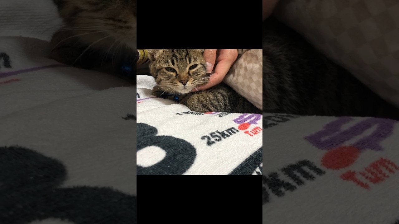 呼ぶとすぐに来て添い寝してくれる、世界一可愛い子猫