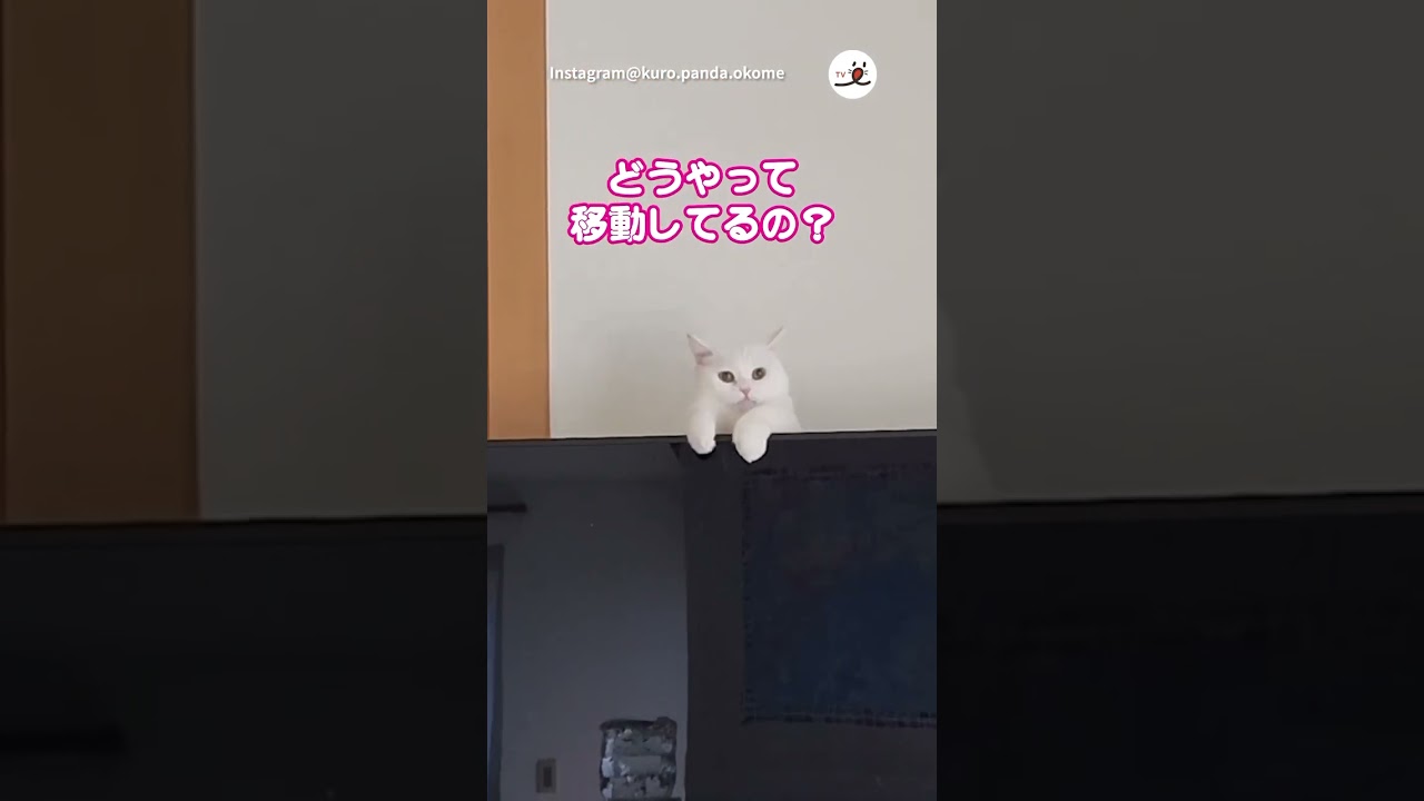この謎が解けるかな？｜PECO #白猫 #マンチカン #猫 #猫動画 #猫のいる暮らし #whitecat #munchkin #cat #catlover #catvideos