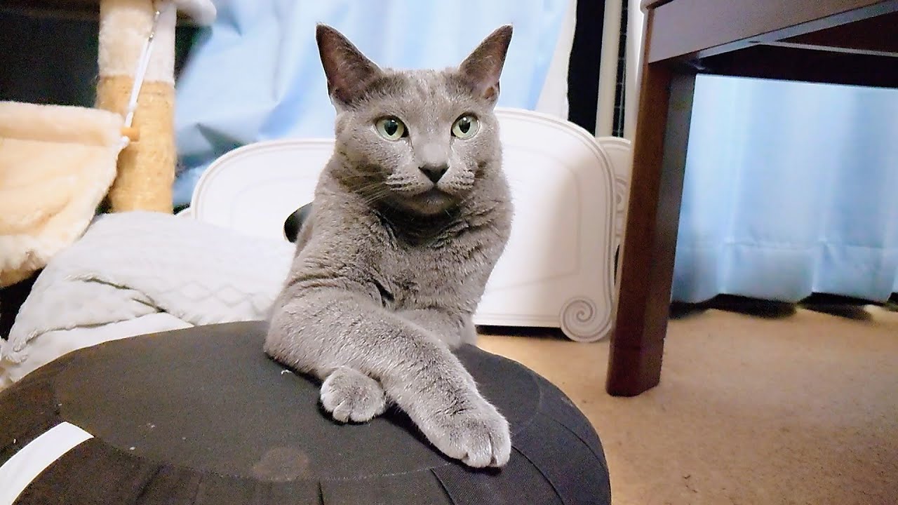 【猫動画】旦那の行動を先回りして阻止するロシアンブルー【russianbule】Russian Blues can anticipate their owner's actions.