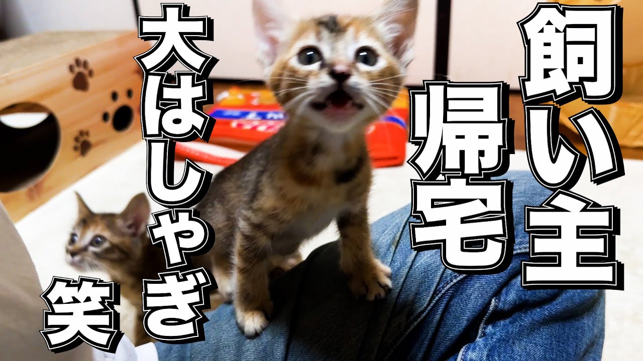 飼い主が帰宅すると嬉しくてたくさん鳴き声を聞かせてくれる子猫が可愛すぎる！