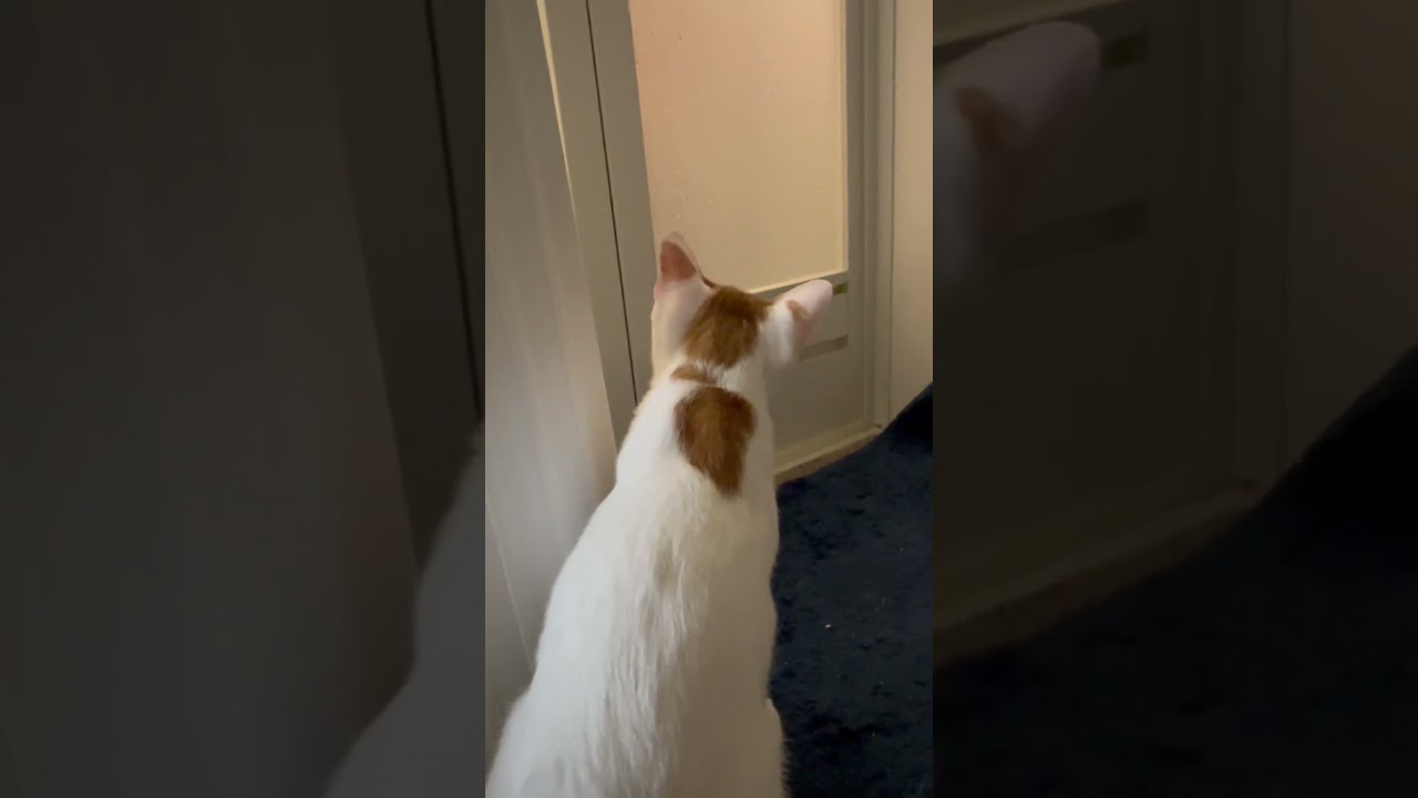主がお風呂から上がるのを待つ甘えん坊子猫くん　#shorts #子猫#甘えん坊 #お風呂