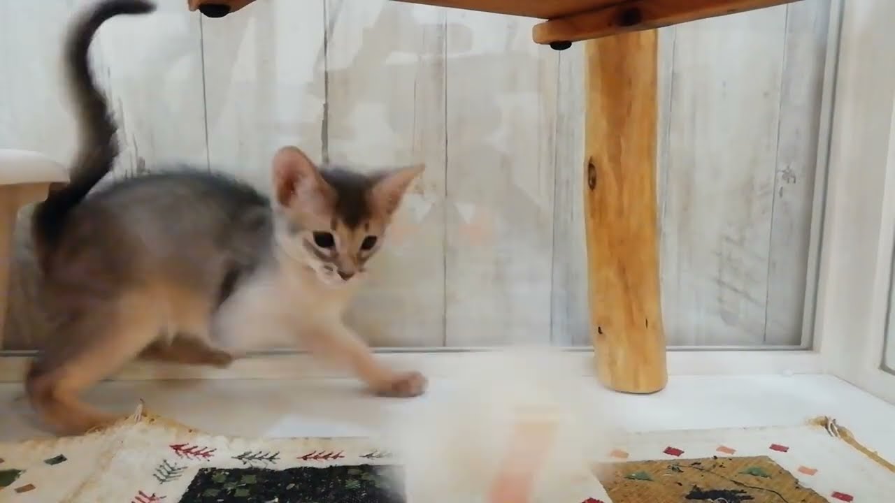 アビシニアン　女の子　2023/07/07生まれ