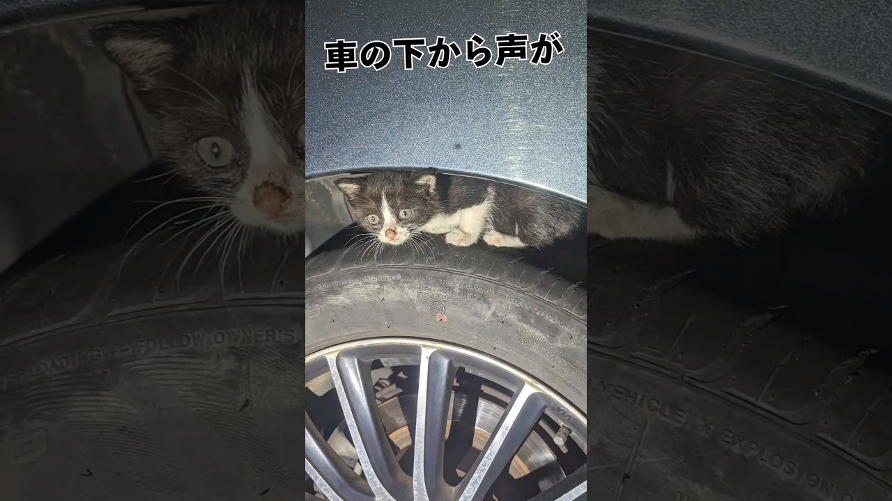 ボロボロで山に捨てられた子猫を拾ったら世界が変わりました　#捨て猫 #ほご猫 #動物捨てるな #保護猫 #猫のいる暮らし #野良猫 #cat #子猫 #保護猫達の日常 #猫好きさんと繋がりたい