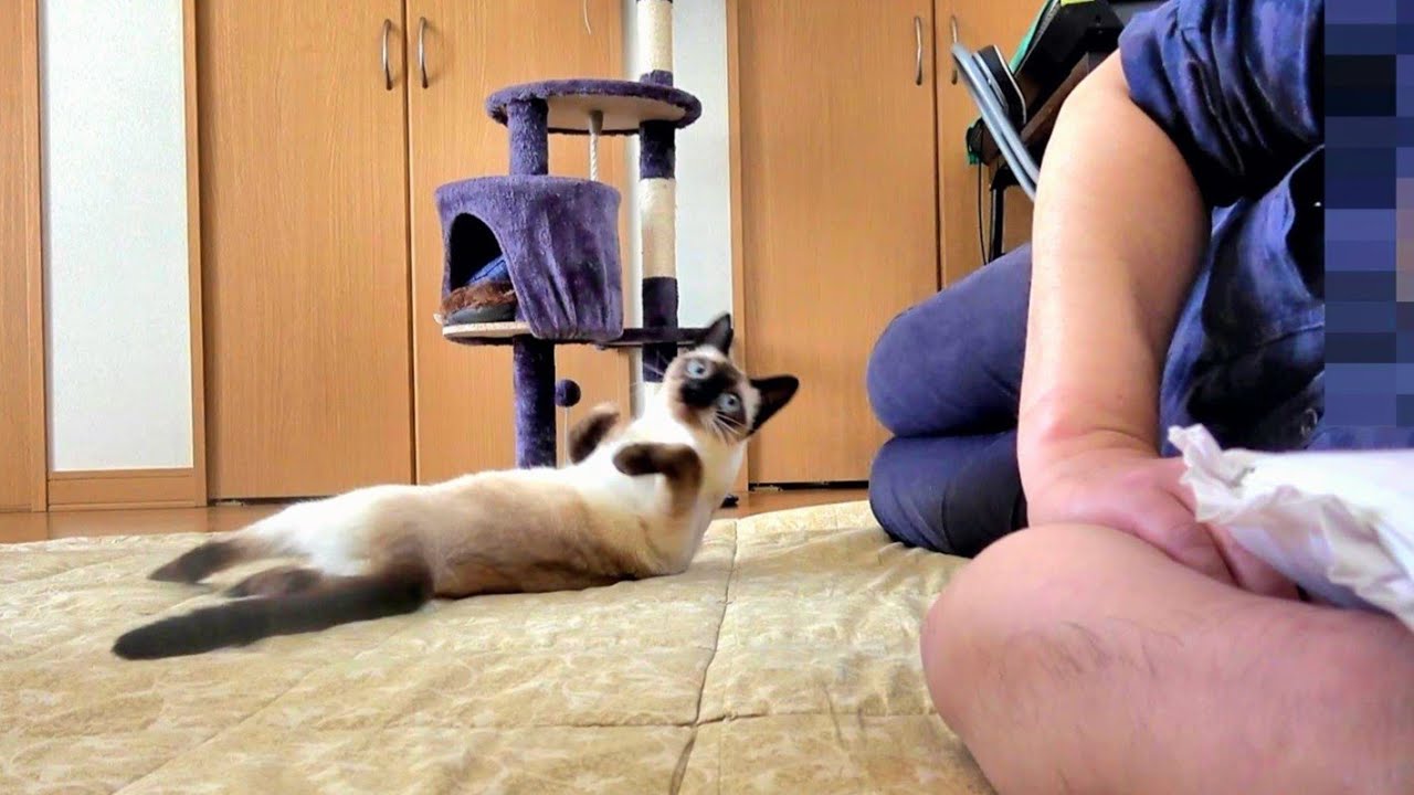 シャム子猫の隣で寝込んだ時に鼾をかいてしまった結果💦