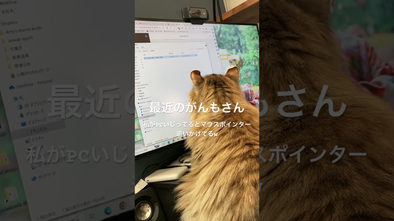 動くものには目がない　#アメリカンカール #がんも #こむぎ #ベンガル #ベンガル猫