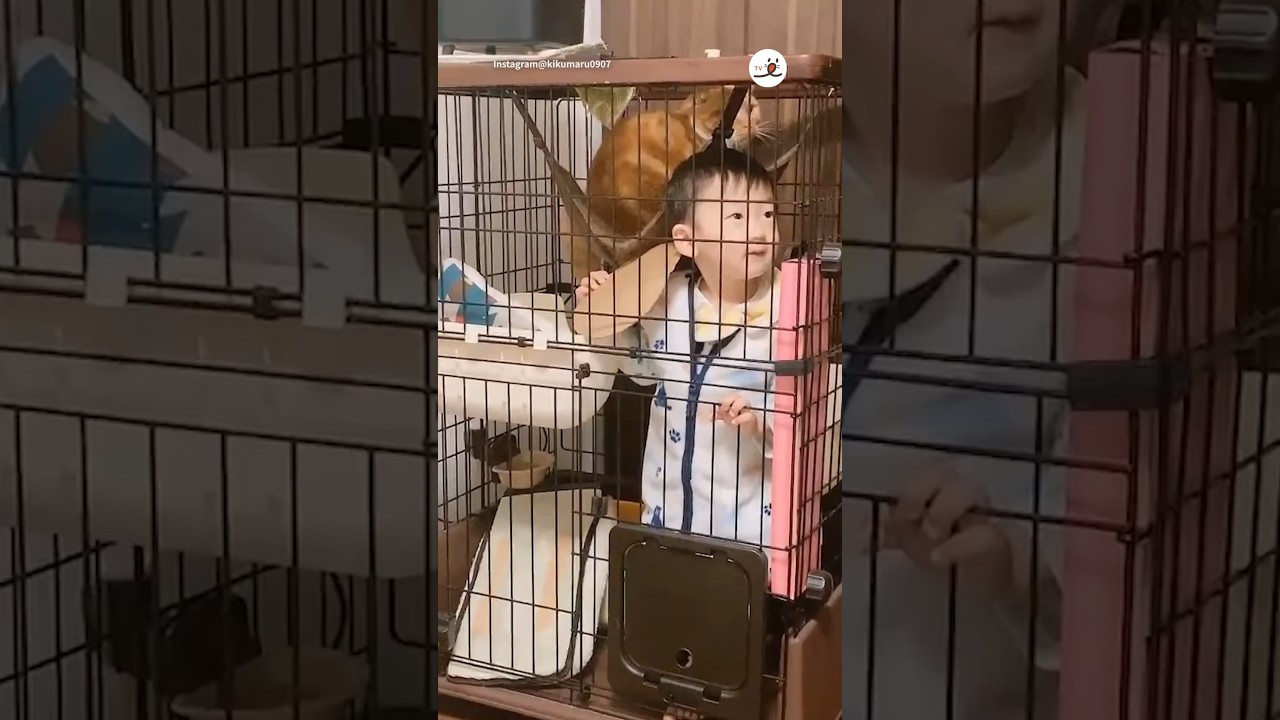 まさか入るとは思わなかった😵｜PECO #スコティッシュフォールド #猫 #猫動画 #猫のいる暮らし #scottishfold #cat #catlover #catvideos