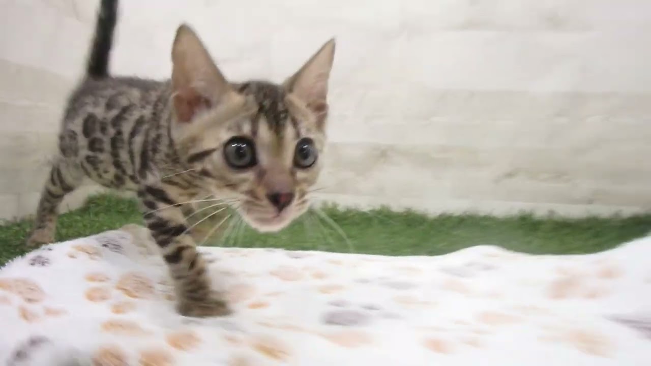 Coo&RIKU　No00651587 ベンガル