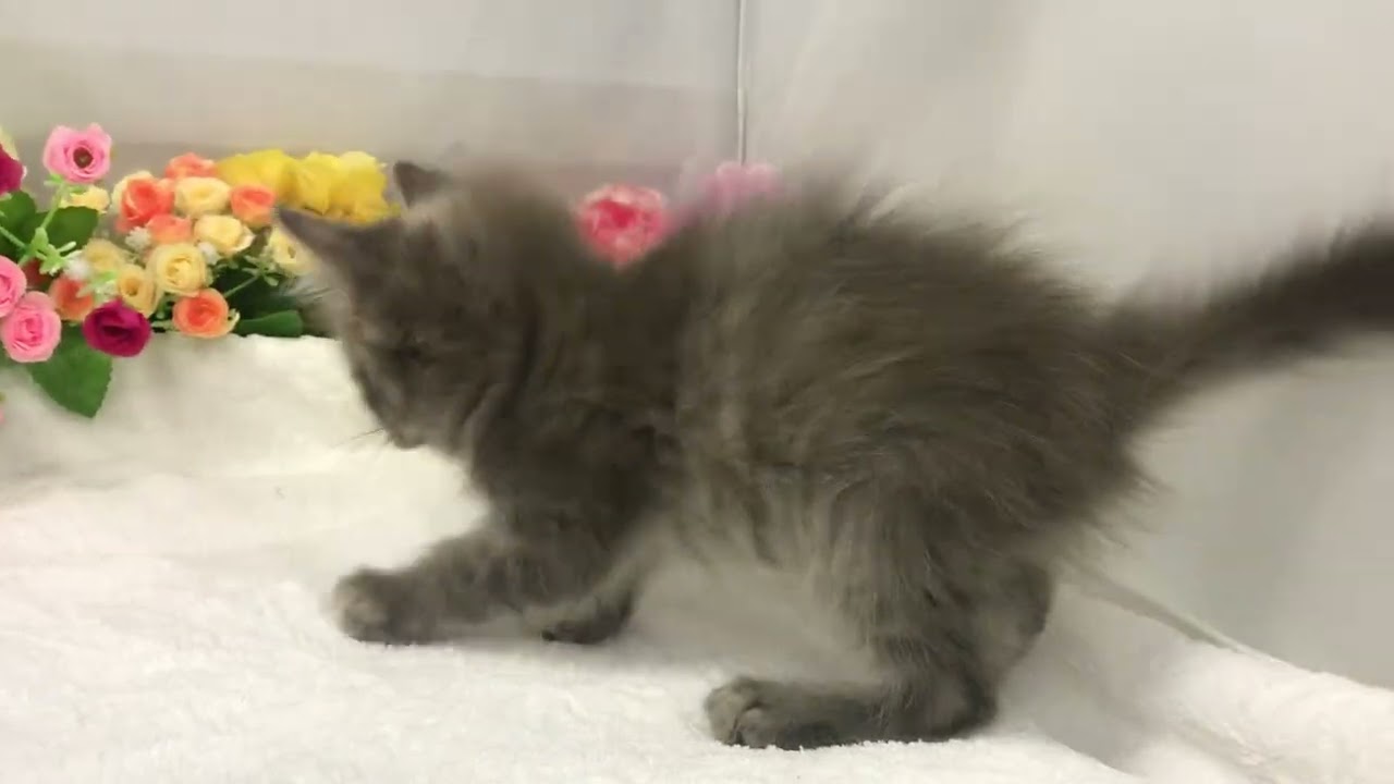 アメリカンカール子猫なら/宮城県ペットショップ鈴花