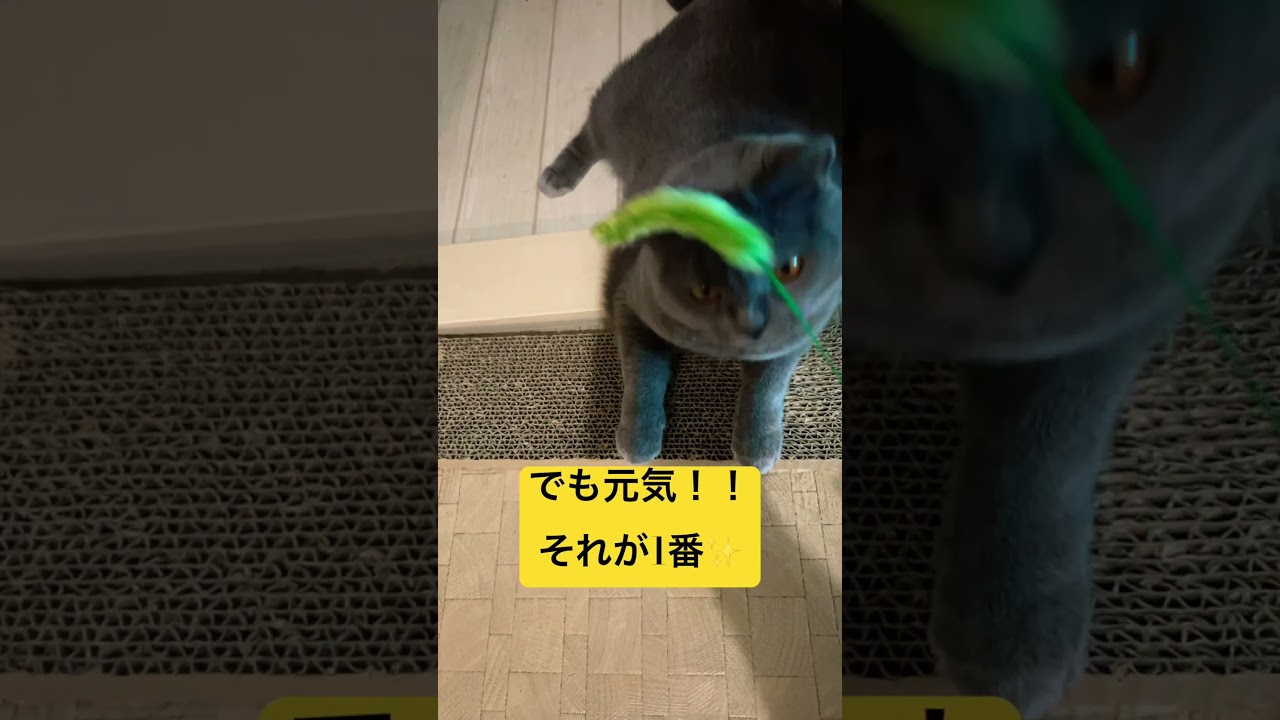 どんくさメイちゃん  #kawaii #cat #シャルトリュー #ねこ #猫 #pets #にゃんこ #ネコ #chartreux