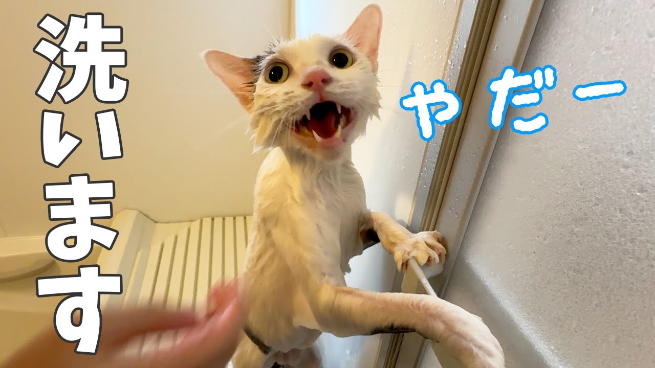 毛がベタベタしてるチロさんをシャンプーします！