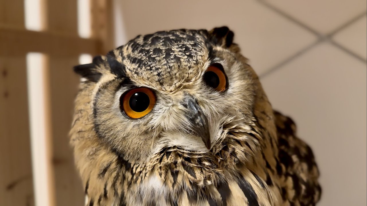 #858 甘えたふくろう pampered owl 【ベンガルワシミミズク】