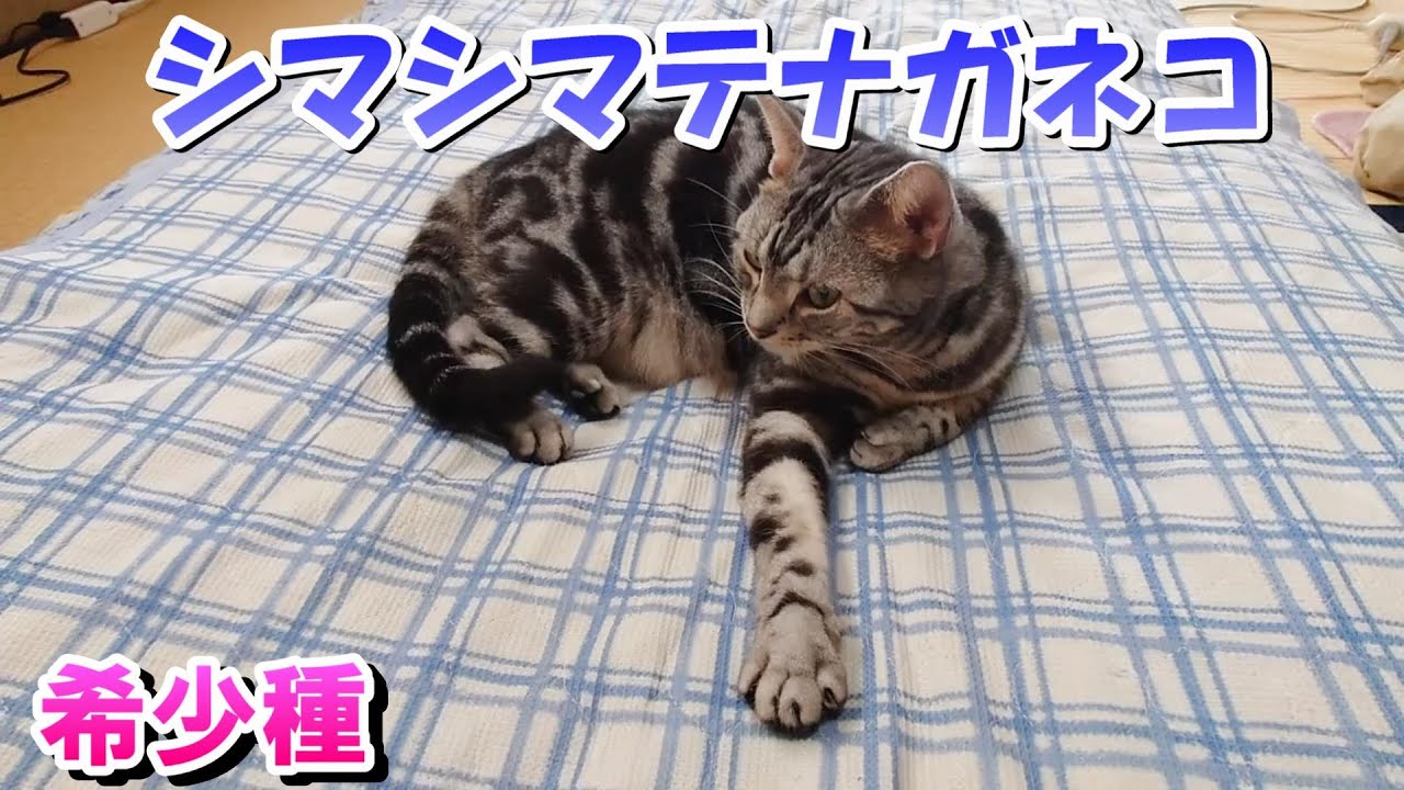 シマシマテナガネコ！おふとんに現る！（アメリカンショートヘア）