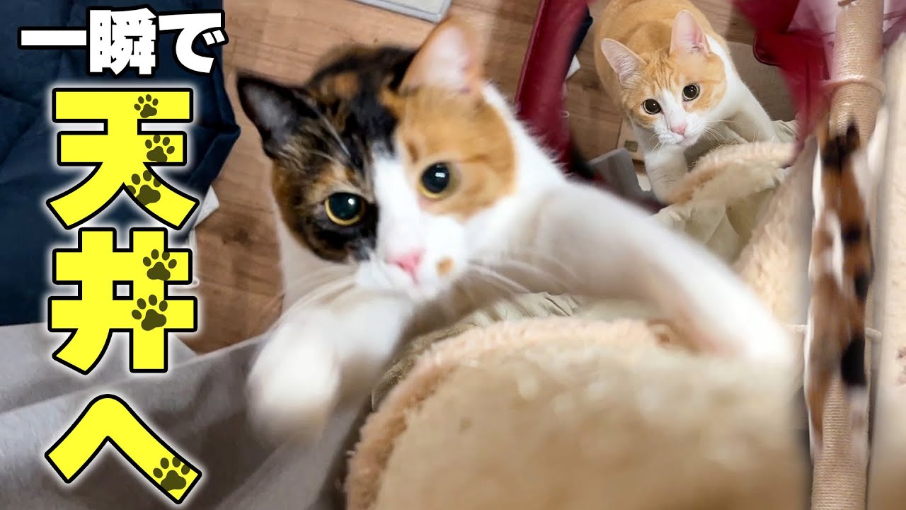 信じられない勢いで天井から落ちてくる猫がやばすぎました…