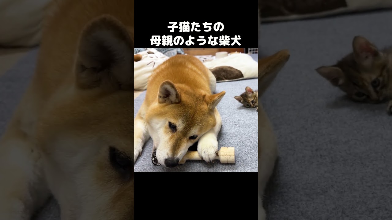 子猫が遊んでる姿を見守る柴犬の目が優しいです…　#shorts