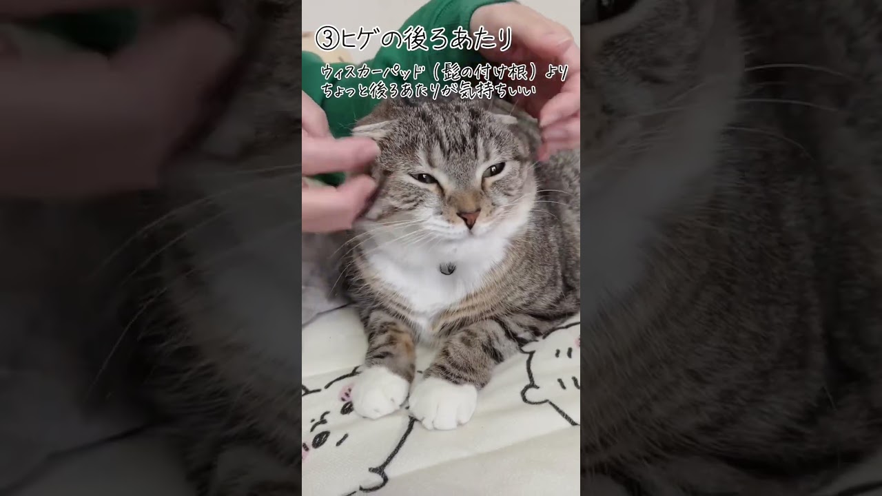 猫がヘブン状態になる！おすすめマッサージ4選