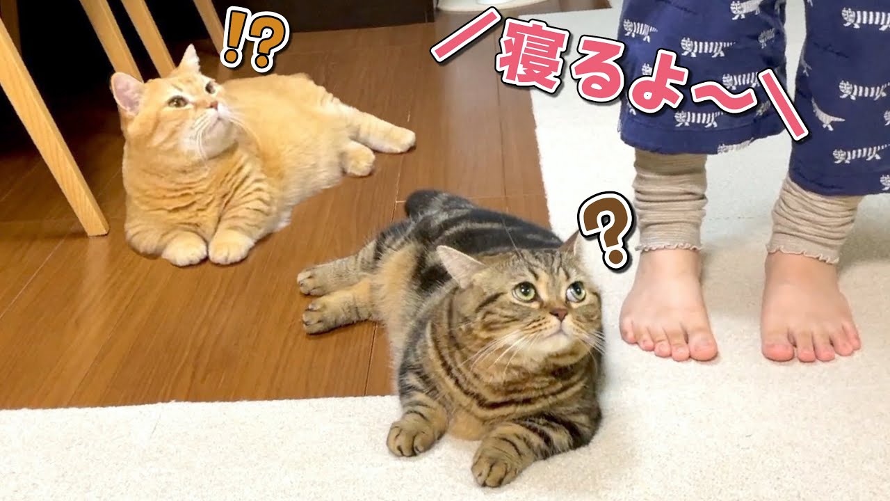 「寝るよ」と言うと寝る準備を始める猫たちがかわいい！