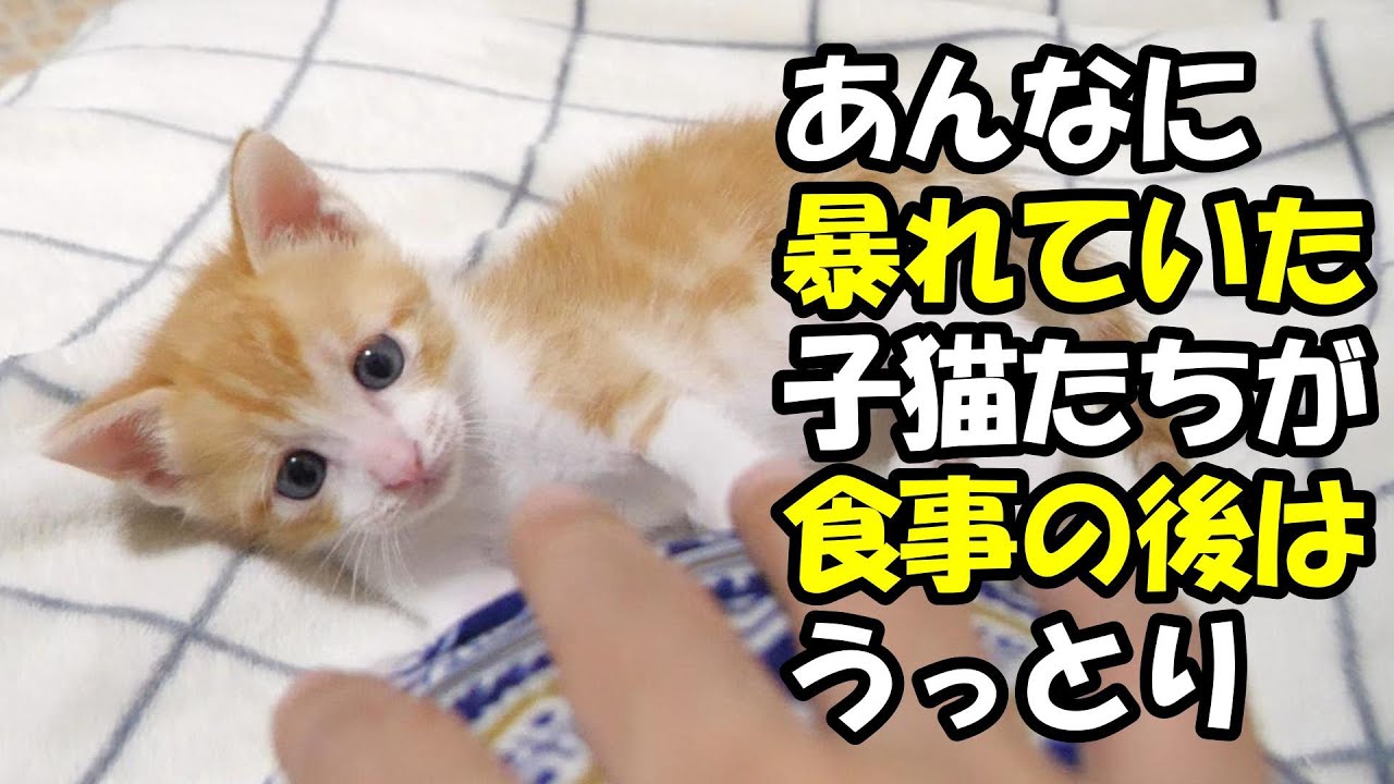 あんなに、はしゃいでいた子猫たちがご飯を食べたらうっとりうっとり【赤ちゃん猫　保護猫】