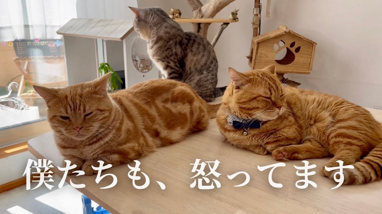 【お知らせ】残念なお知らせがうちにもありました... #猫 #マンチカン