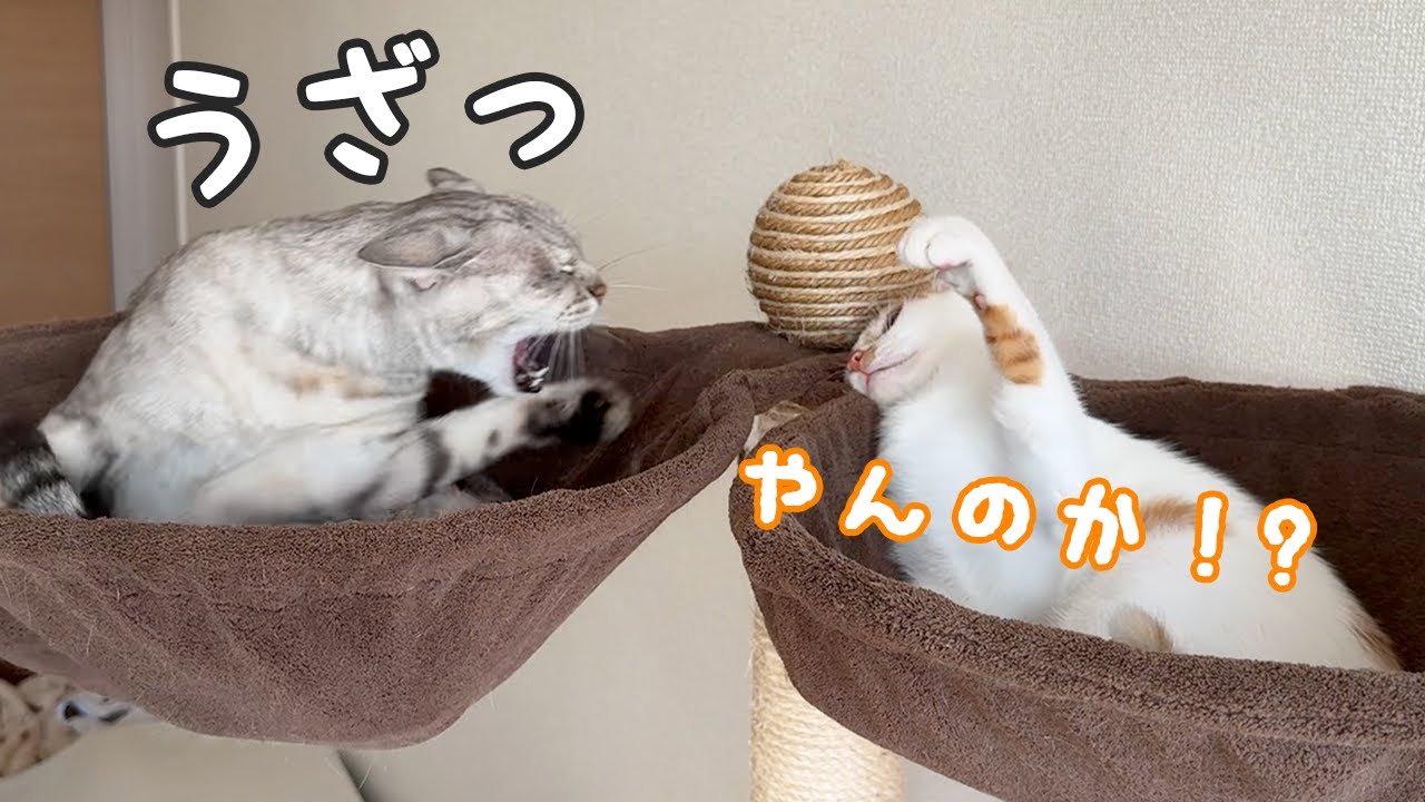 猫たちの朝はいつもこんな感じですｗ