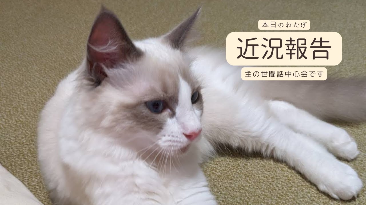 【ラグドールのわたげ】ラグドール猫と最近の近況報告