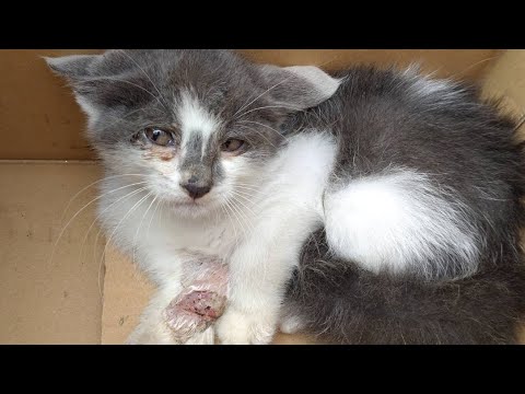 前脚がブラブラな子猫を保護しました。