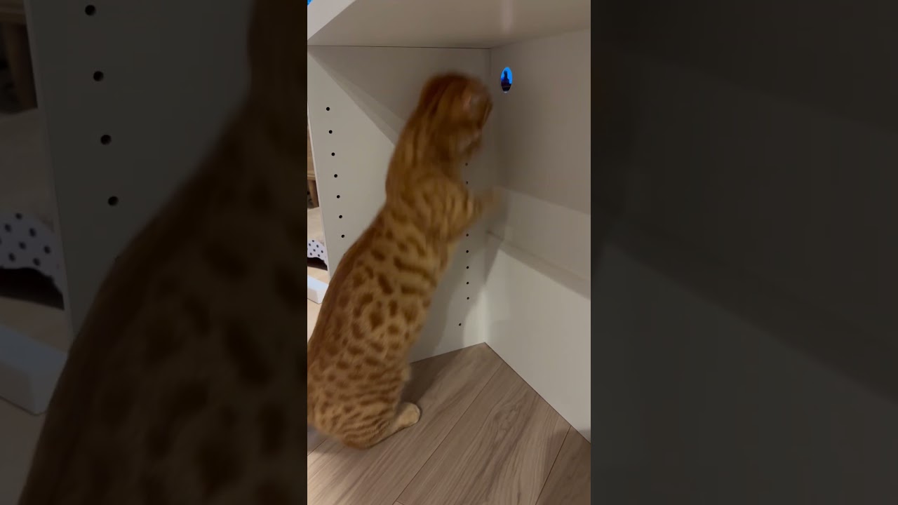 家具の組み立てのお邪魔をしてくるコモ🐈 #cat #キンカロー #猫 #catlover #catlovers #catvideo #catvideos #고양이 #猫のいる暮らし #子猫