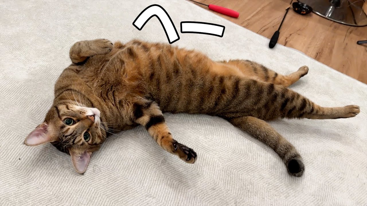 なんか猫という生き物は完璧な進化を遂げた最強の生物らしい【たしかに】
