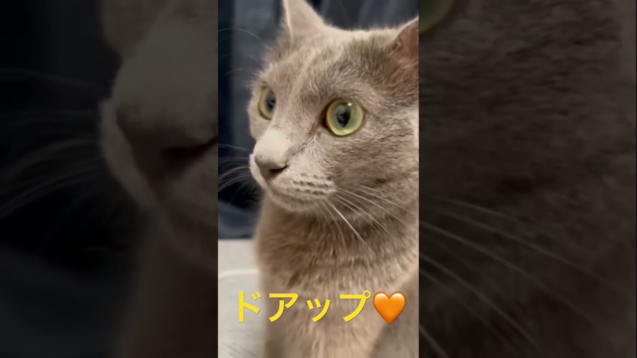 我が家の可愛すぎる猫なの🧡（ロシアンブルー）#shorts