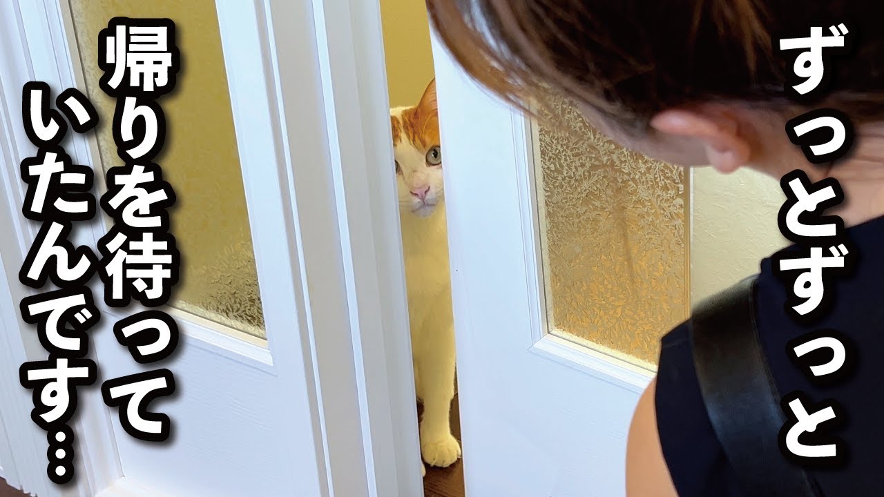 【甘えんぼ猫】大好きなママがいない…留守番が苦手な猫が帰りを待ち侘びる夜