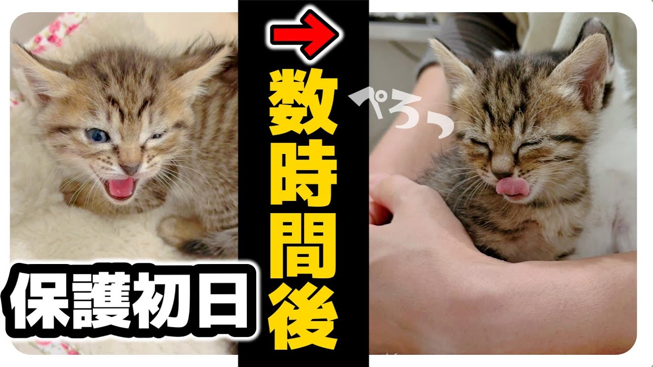 【子猫のミルボラ】シャーシャー威嚇してたけど・・・数時間後には【保護猫生活1日目】